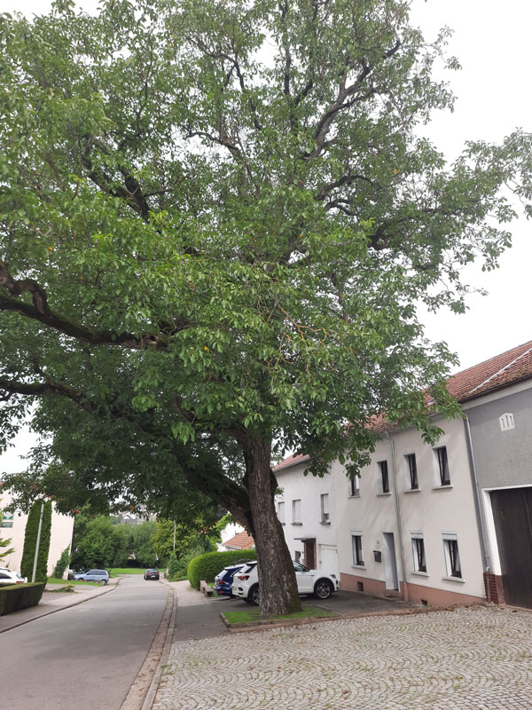 Naturdenkmal Walnussbaum in der Römerstraße in Gresaubach (Foto: Fred Metschberger)