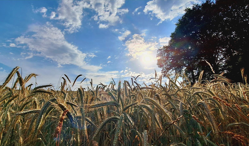 Foto: Sommerzeit in Gresaubach (Petra Ferring)